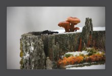 Mushrooms, snowdrops. / ***