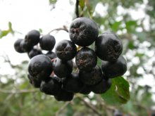 chokeberry / ***