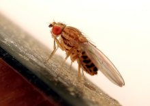 drosophila / ***