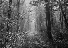 Broadleaf forest. / ***