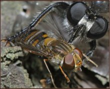 Hunter and prey-2 / ***