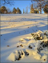 about the relationship of snow and leaves / .....