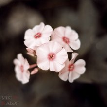 Flower feeling of spring / ***