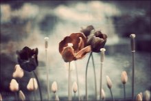 ** Memory ** / ***
