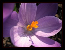 Crocus / ___