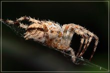 Spider / ____