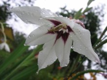 flower / ***