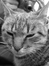 Cat magazine cover / ---