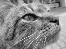 The same cat) / -----