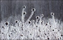 Hedgehogs in the fog / ***