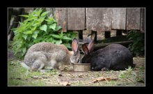 ... And the rabbit friendship! / ***