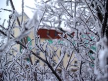 Through the winter forest / ***
