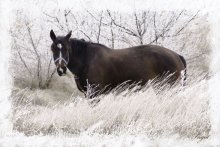 White ... / ***