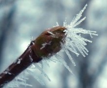 unexpected frosts / ***