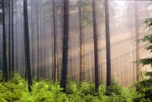 Light and shadow of the mountain forest / ***