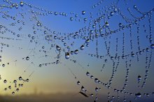 Morning watering / ***