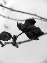 illusion / ***