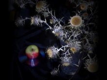Dried flowers and apple / ***