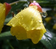 After the rain / ***