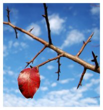 Red leaf calendar / ...