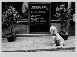sobachkinden / ***