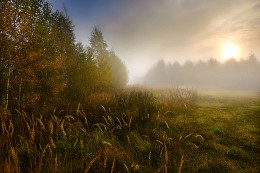 Morgennebel. / ***