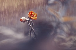 Two in the rain / ***