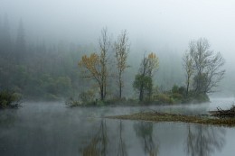 marsh / ***