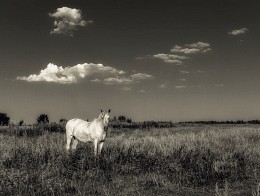 Sommer / ***