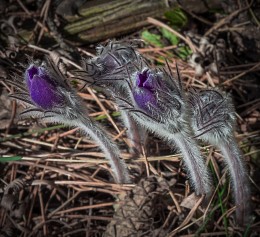 From the series "Awakening ... Son-grass" / ***