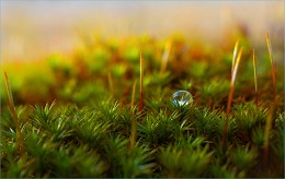 Landscape with a drop / ***