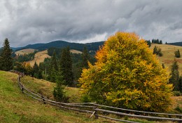 From the series "Carpathian pastoral ..." / ...