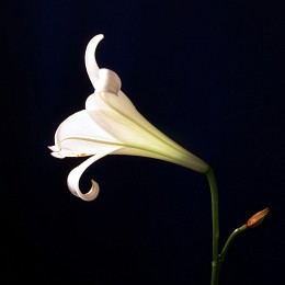 White Lily. / Bronica-S2, Agfa RSX II 100.