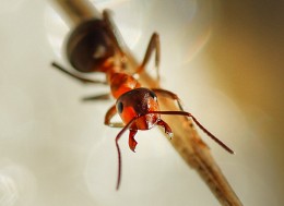 Formica rufa ... / ***