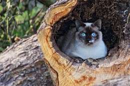 A Cat / ***