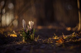 Awakening / ***