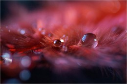 series with drops / [img]http://s019.radikal.ru/i612/1504/c5/4c7f444cf4c0.jpg[/img]

[img]http://s013.radikal.ru/i324/1504/e3/2e690246f11d.jpg[/img]

[img]http://s020.radikal.ru/i709/1504/18/7d51a98eb743.jpg[/img]

[img]http://s50.radikal.ru/i130/1504/59/5a8ab22e9173.jpg[/img]

[img]http://s020.radikal.ru/i720/1504/4a/9de0f93b47ea.jpg[/img]