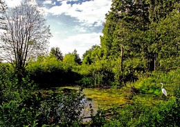 überwucherten Teich / ***