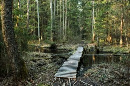 Forest Stream / ***