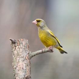 Greenfinch in the spring outfit / ***