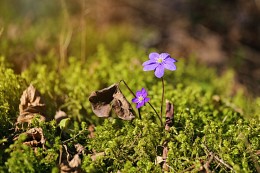 Snowdrops / \\\\\\\\\