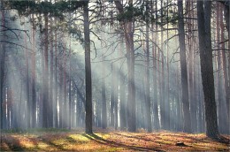The rays of the autumn / ***
