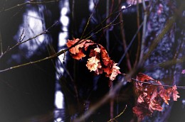  / Rimed with Frost