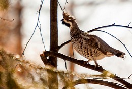 grouse / ***