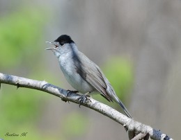 Warbler. / ***