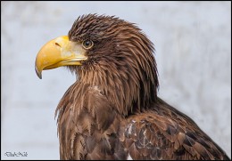 Profile / ***