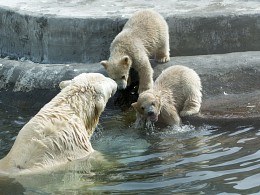 Mom, why water is wet? ... / ***
