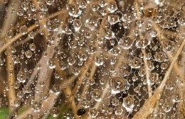 It's just a summer rain / ***