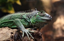 Iguana / ***
