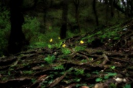 In the spring forest / ***